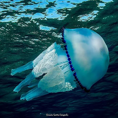 Gli Ulivi Soverato Marina